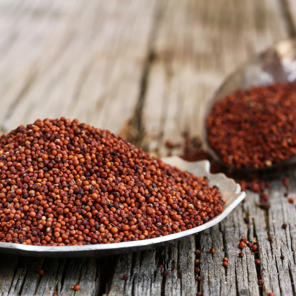 High-quality Finger Millet (Ragi) grains for international wholesale distribution