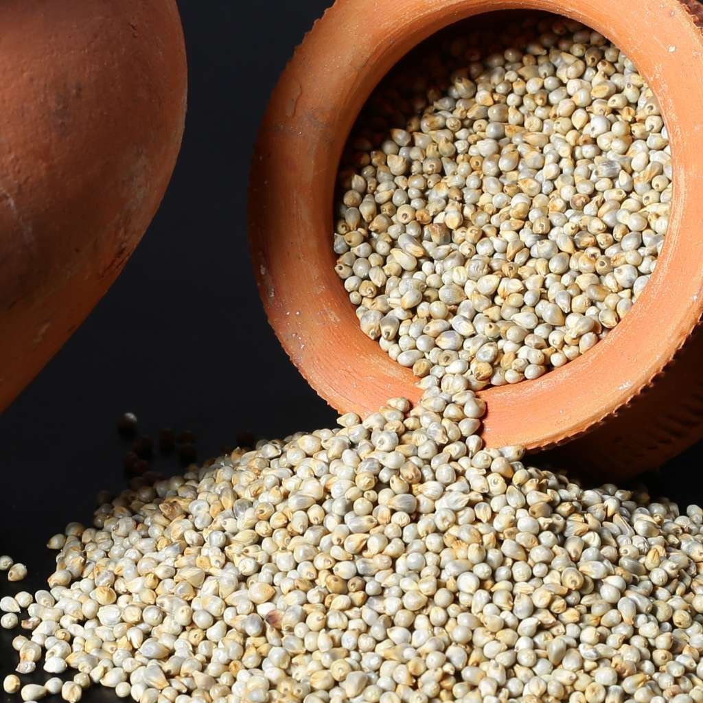 Premium Pearl Millet grains for bulk export and global food supply