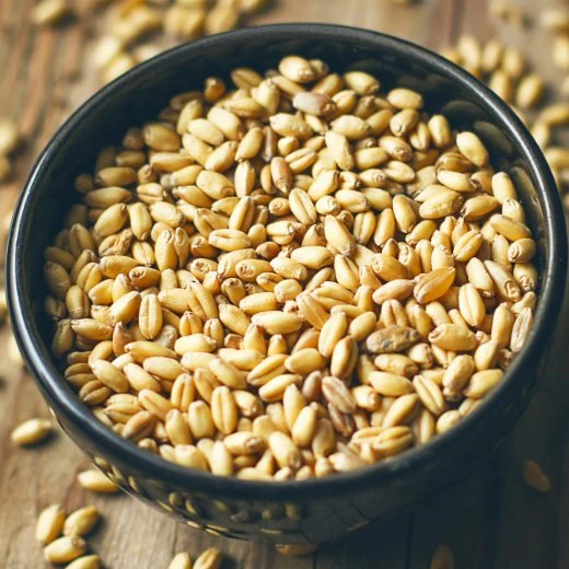 High-quality Sharbati wheat grains known for superior texture and export quality